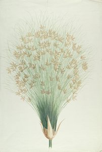Papyrus (wc över grafit på papper)